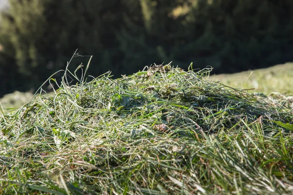 Egy halom kaszált fű egy réten — Stock Fotó