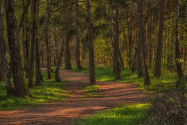 Orman yolu ile harika güneş ışığı ve birçok ağaç