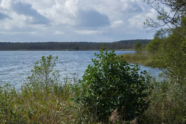 Die wild bewachsene kÃ ¼ ste an der m � ritz, deutschland — Stockfoto