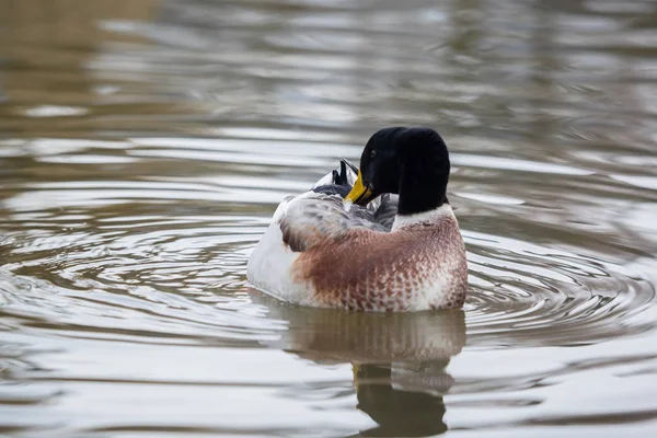 Um pato está nadando no lago — Fotografia de Stock