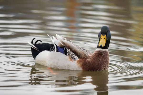 Eine Ente schwimmt auf dem See — Stockfoto