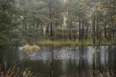 Lueneburger tepesindeki güzel fundalık manzarası