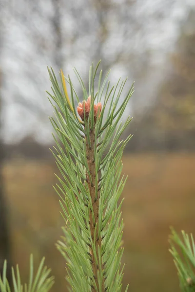 Krásná blata krajina v lueneburger heide — Stock fotografie