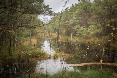 Lueneburger tepesindeki güzel fundalık manzarası