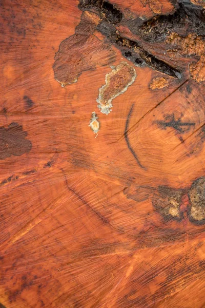 Un disco de árbol con anillos anuales, utilizable como textura —  Fotos de Stock