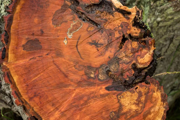 Un disco de árbol con anillos anuales, utilizable como textura —  Fotos de Stock