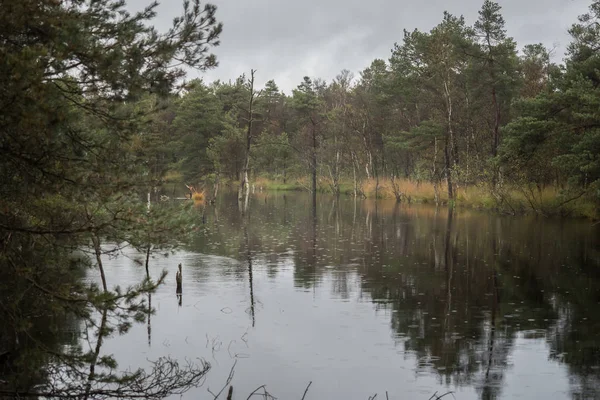 Prachtig heidelandschap in de lueneburger heide — Stockfoto