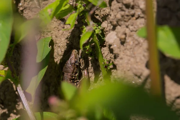 Ящірка ховається за листям на кам'яній стіні — стокове фото