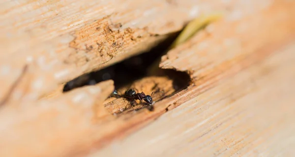 Una hormiga con un poco de azúcar en un tronco de árbol — Foto de Stock