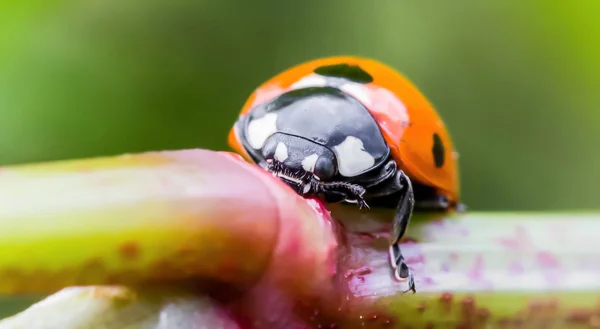 Uma joaninha em uma planta — Fotografia de Stock