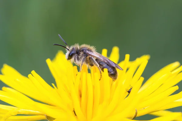 Una abeja llena de polen en una flor amarilla — Foto de Stock