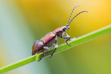 Dışarıdaki çimenlerin üzerinde bir böcek sürünüyor.