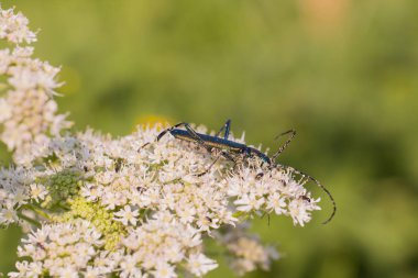 Bir çiçek böcek uzun antenleri ile oturur