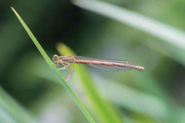 Eine Libelle draußen im Garten auf einem Blatt — Stockfoto