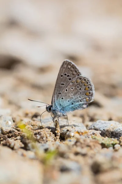 A butterfly with blue wings sits on the ground