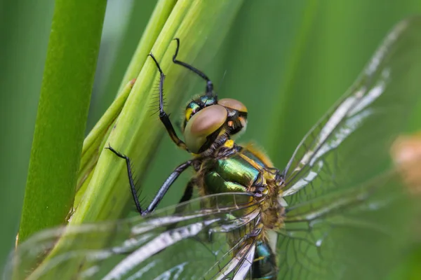 Eine Libelle draußen im Garten auf einem Blatt — Stockfoto