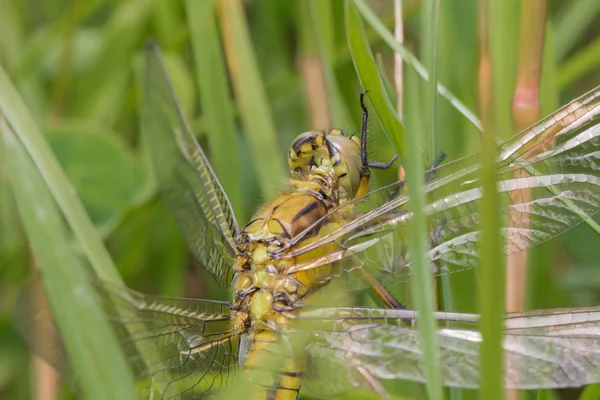 Eine Libelle draußen im Garten auf einem Blatt — Stockfoto