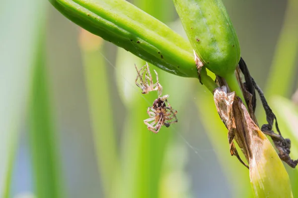 Una araña con piel vieja cuelga de la hierba — Foto de Stock