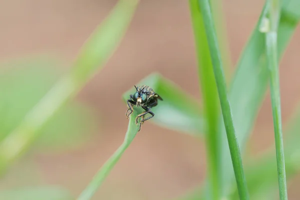 一只昆虫爬到外面的草地上 — 图库照片