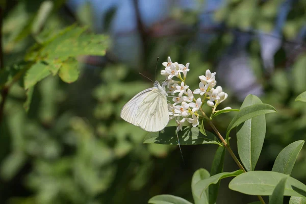 A white butterfly hangs on a flower — Stock Photo, Image