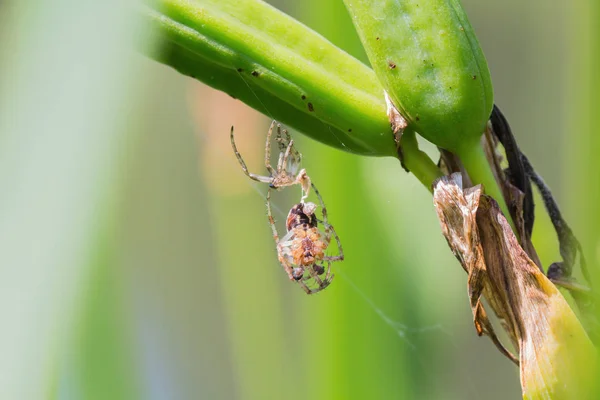 Una araña con piel vieja cuelga de la hierba — Foto de Stock