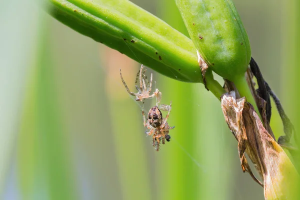 Una araña con piel vieja cuelga de la hierba — Foto de Stock