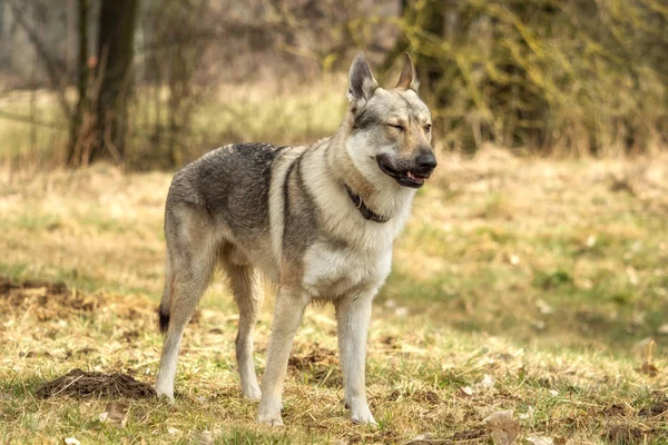 A Czech Wolfhound plays outside in the meadow