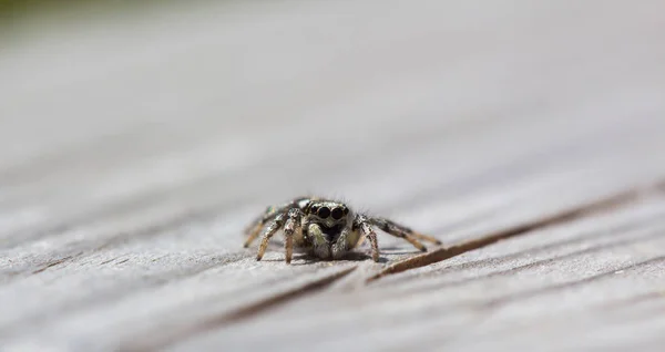 Pequeña araña saltadora está sentada en madera con un fondo suave — Foto de Stock