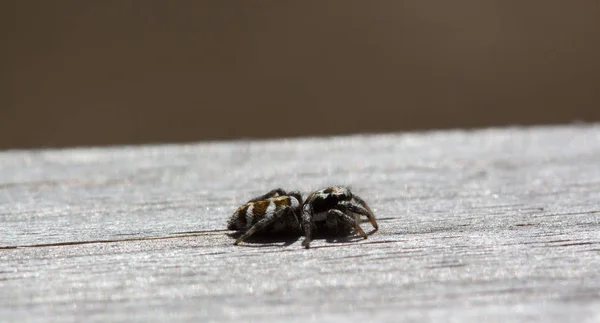 Pequeña araña saltadora está sentada en madera con un fondo suave — Foto de Stock