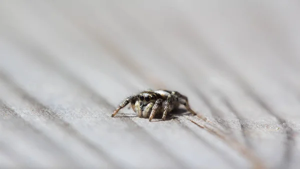 Pequeña araña saltadora está sentada en madera con un fondo suave — Foto de Stock