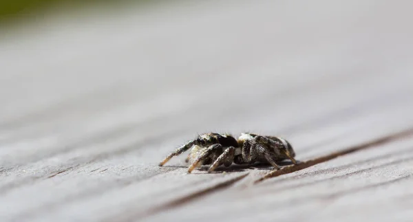 Pequeña araña saltadora está sentada en madera con un fondo suave — Foto de Stock