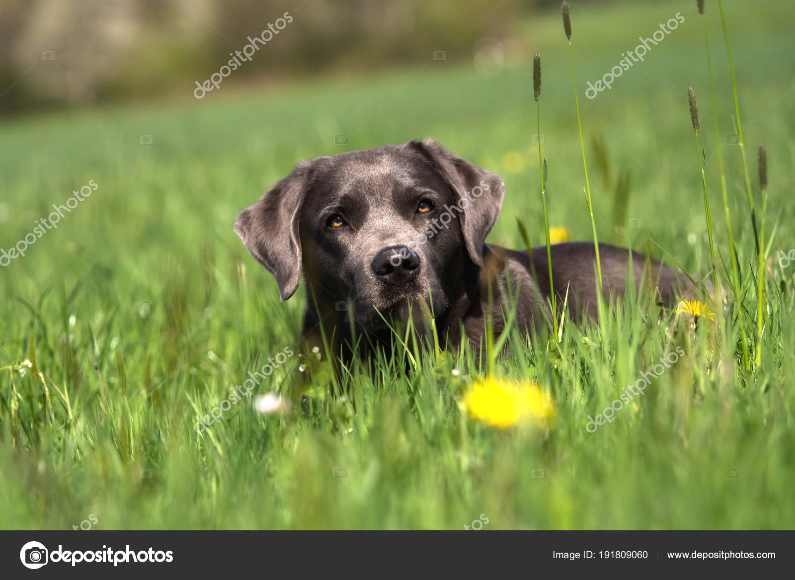 dark labrador