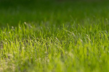 Bahçede yeni otlar yetişiyor