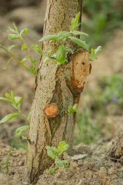 Bahçede kesik dalları olan bir ağaç