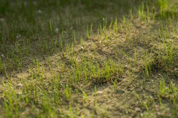 New grass grows outside in the garden — Stock Photo, Image