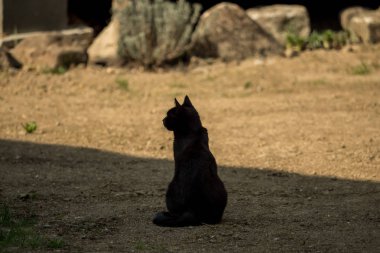Koyu kahverengi bir kedi bahçede oturuyor.