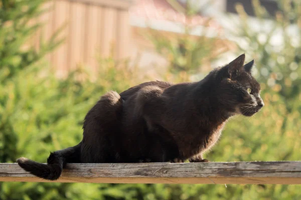 A dark brown cat sits on a wooden board in the sunlight