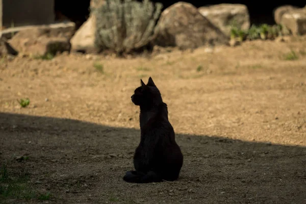 정원에 앉아 있는 짙은 갈색 고양이 스톡 이미지
