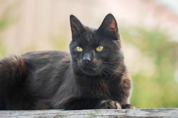 A dark brown cat sits on a wooden board in the sunlight