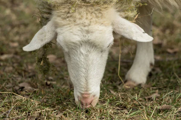 Голова овцы ест траву — стоковое фото
