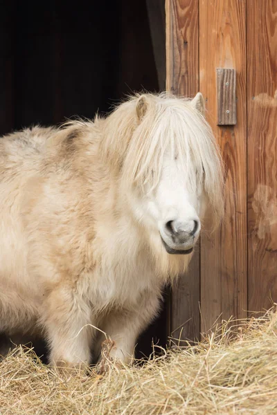 En vit ponny ser in i kameran — Stockfoto
