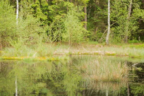 Indrukken uit de Moorpark in Bad Feilnbach, Beieren — Stockfoto