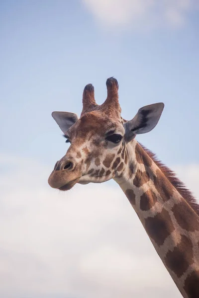 La tête d'une girafe contre un ciel bleu — Photo