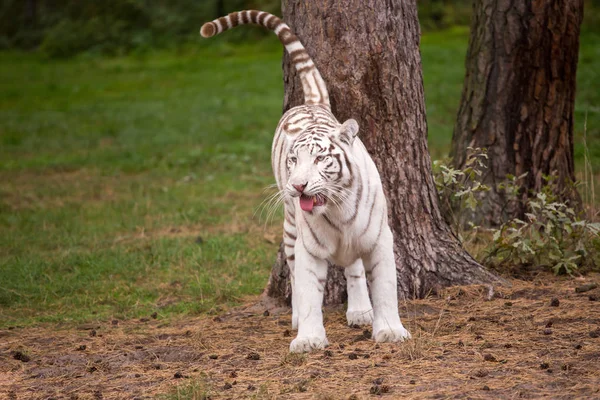 Um belo tigre branco na natureza — Fotografia de Stock