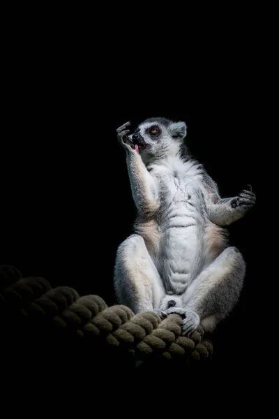 Ein Lemur Sitzt Auf Einem Seil Vor Schwarzem Hintergrund — Stockfoto