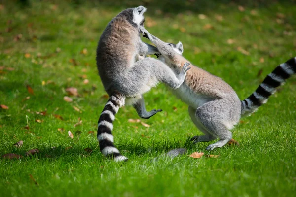 Lemurs Jogam Fora Prado — Fotografia de Stock
