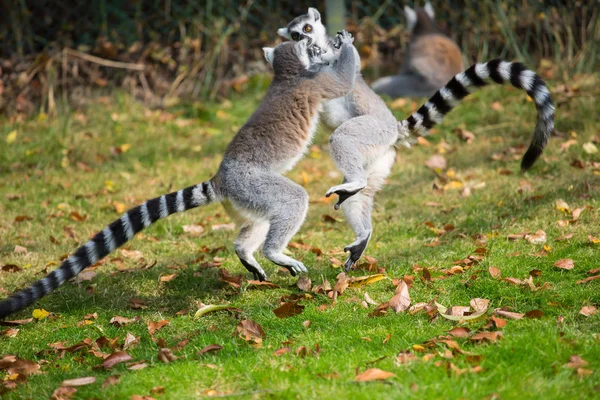 Lemuren Spielen Draußen Auf Einer Wiese — Stockfoto