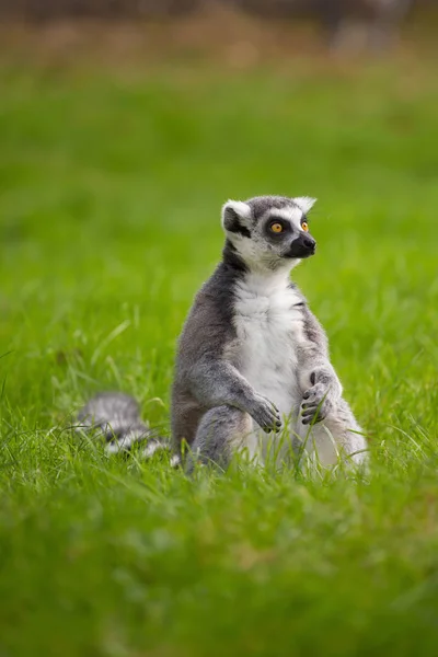 Bir lemur yalnız çim açık havada oturur