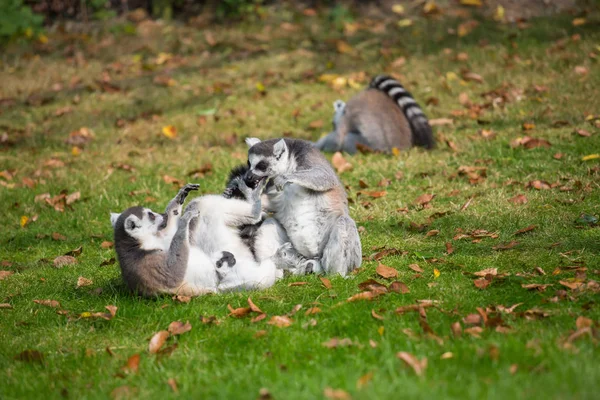 Lemurs Jogam Fora Prado — Fotografia de Stock