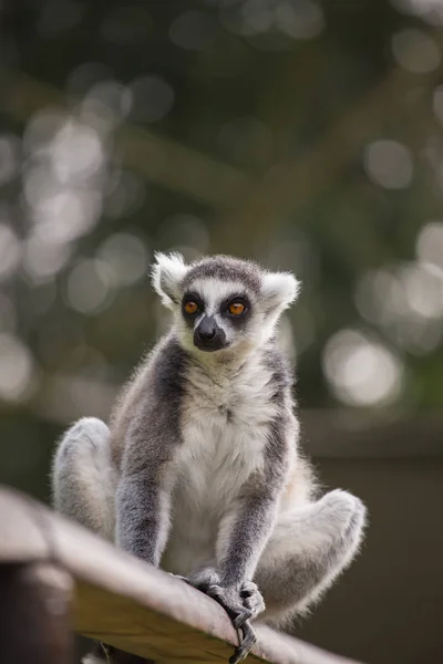 Ein Lemur Sitzt Allein Auf Einem Ast — Stockfoto